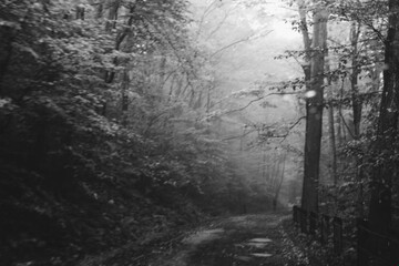 Descending Into a Rainy Forest on and Autumn Afternoon