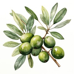 olive,watercolor,white background