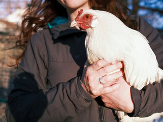 Organic farm chicken with feathers and comb