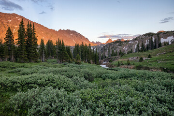 Willows and mountains in Colorado