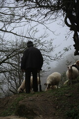 Shepherd and white sheep in the forest mountain