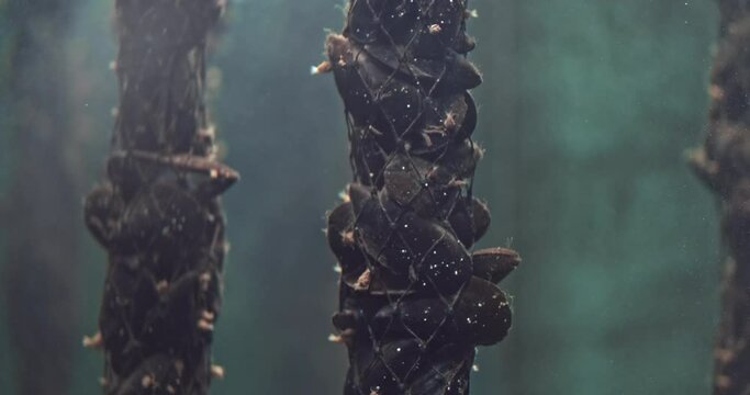 Underwater mussel farm on sea water background, close up. Mussel shells in nets grow in sea water. Seafood, aquaculture industry in ocean environment. Clam cultivation in hatchery. Static 4k video