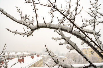Snow-covered tree on a roof terrace