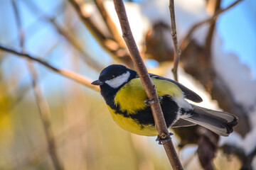 A titmouse on a branch on a winter day.