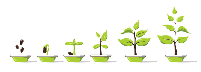 Phases plant growing in pot. Seedling gardening plant. Planting infographic. Seeds sprout in ground. Evolution concept. Sprout, plant, tree growing agriculture icons. Vector illustration in flat style