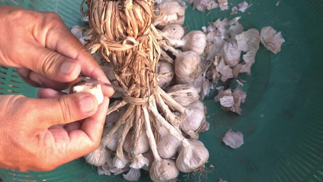Peeling garlic in the traditional Thai way