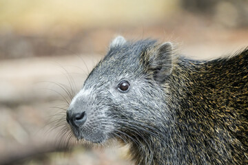 Portrait of a rodent. Animal in close-up.
