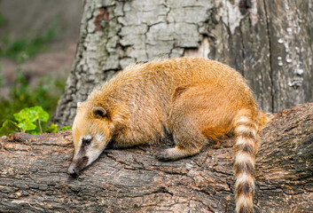 Portrait of a coati. Nasua. Animal close-up.
