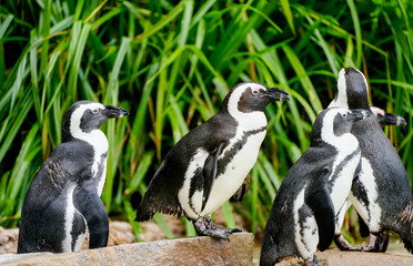 A group of black and white penguins.
