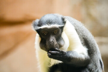 Portrait of a Roloway monkey. Animal in close-up. Cercopithecus roloway.
