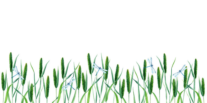 Banner, border with Timothy grass or cat tail grass and blue dragonflies, damselflies. Hand drawn botanical watercolor illustration isolated on white background. For clip art cards label package