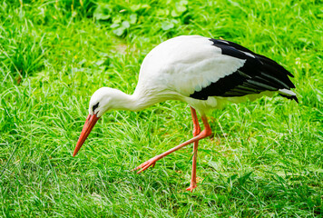 Portrait of a stork. Bird in natural habitat. Ciconiidae.
