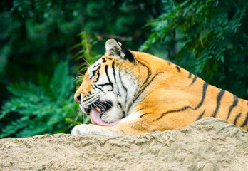 Portrait of a lying tiger. Panthera tigris.

