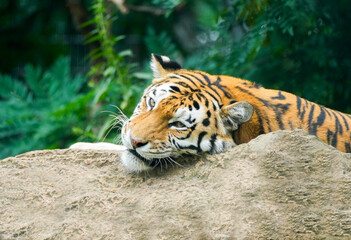 Portrait of a lying tiger. Panthera tigris.
