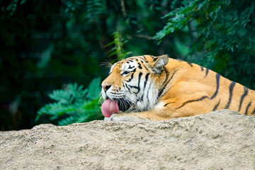 Portrait of a lying tiger. Panthera tigris.
