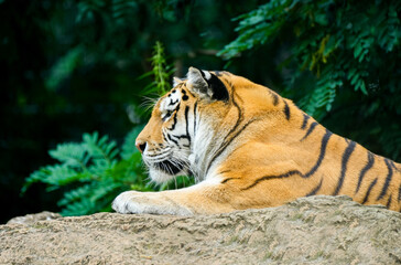 Portrait of a lying tiger. Panthera tigris.
