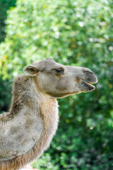 Portrait of a Bactrian camel. Animal in close-up. Camelus ferus.
