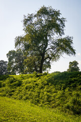 Newark Earthworks in Heath Ohio