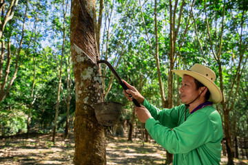 A Rubber trees and plastic bowls in a rubber plantation. A rubber technician expertly tapping...