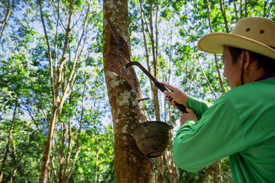 A Rubber trees and plastic bowls in a rubber plantation. A rubber technician expertly tapping rubber trees to collect their precious latex.