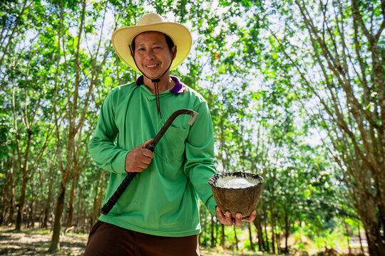 A Rubber trees and plastic bowls in a rubber plantation. A rubber technician expertly tapping rubber trees to collect their precious latex.