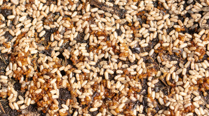Close up of red ant eggs. Macro