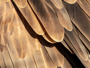 Eagle feathers as an abstract background. Texture