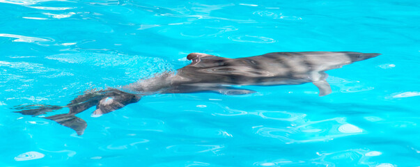 A dolphin swims in the pool