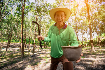 A Rubber trees and plastic bowls in a rubber plantation. A rubber technician expertly tapping...