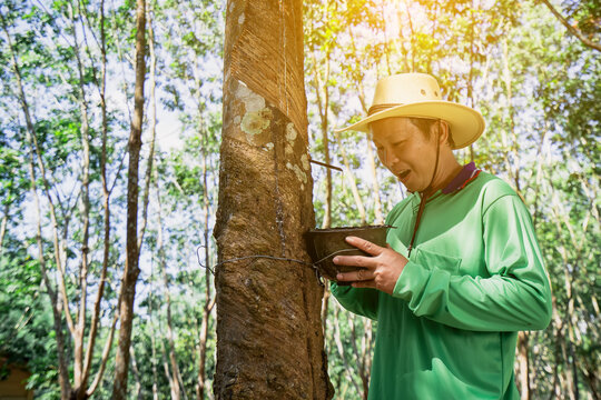 A Rubber trees and plastic bowls in a rubber plantation. A rubber technician expertly tapping rubber trees to collect their precious latex.