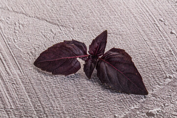 Purple raw organic basil leaves