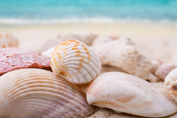seashells on the beach