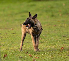 portrait en extérieur d'un jeune chien malinois sous de belles lumières douces