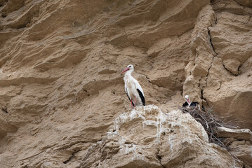 stork in the nest with rock bottom
