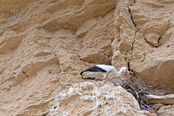 stork in the nest with rock bottom