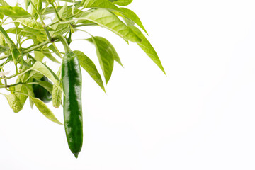 Green chilli plant