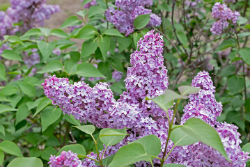 Lilac flower syringa vulgaris blooming warm spring sunny day