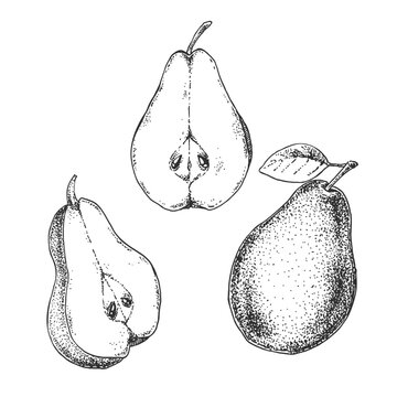 Hand drawn fresh pear vector illustration. Fruit juicy engraved image. Design template for label, ad, menu