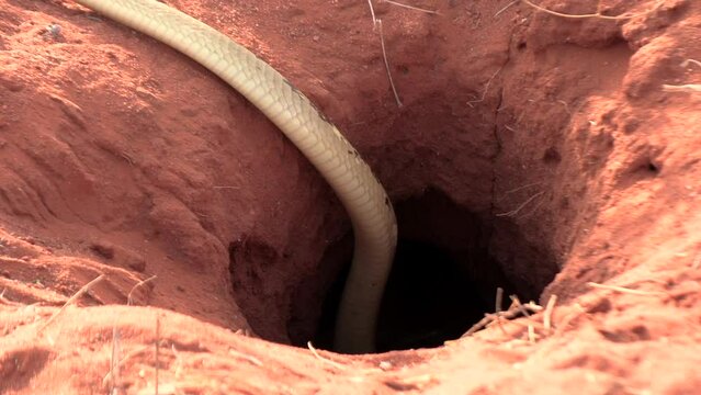 A deadly Cape cobra slithers into a burrow in the ground in pursuit of a prey.