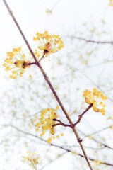 サンシュユ（ミズキ科）