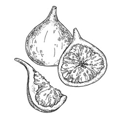 Fig vector drawing illustration. Hand drawn fruit and sliced piece. Summer food engraved style illustration. Detailed vegetarian sketch. Great for label, poster, print, menu