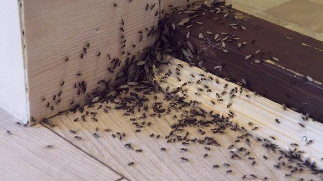 A villager's nightmare. Tree ants breed in the house and undermine wooden walls and floors. Swarming of breeding ants, winged females