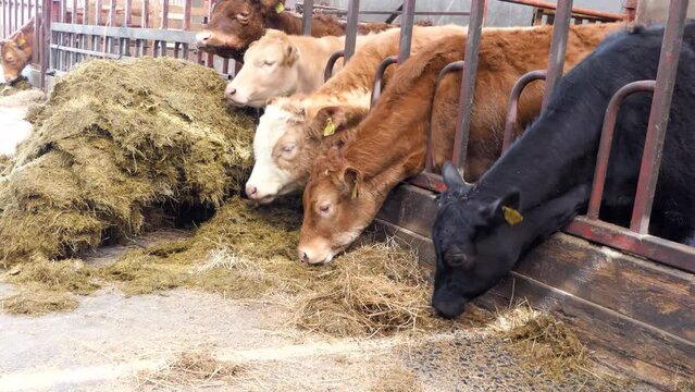 Limousine Cattle eating silage grass through a gate in a shed at a farm in UK