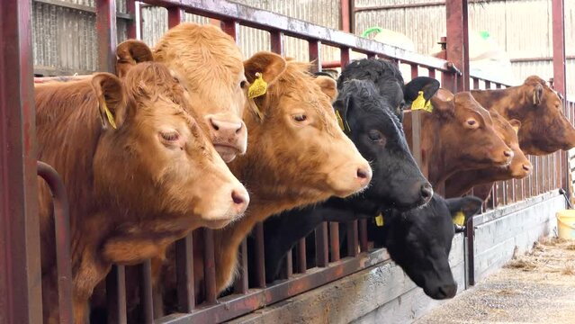Limousine Cattle looking through a gate in a shed at a farm in UK