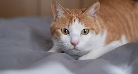 見つめる猫　茶トラ白