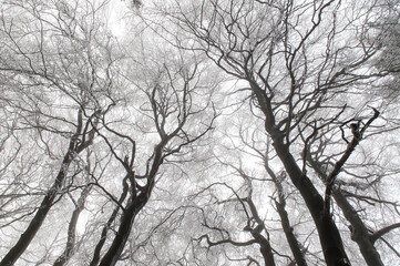 Die verschneiten, laublosen Baumkronen eines Waldes im Winter