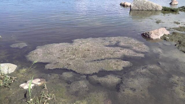 Deadly Blanket. This is typical vegetable mat made of dead algae in Gulf of Finland, Baltic Sea. Dense rotting mass sinks to bottom and kills everything underneath, result of eutrophication