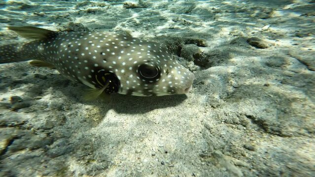 Whitespotted Pufferfish (Arothron hispidus) close-up on a sandy seabed with coral reefs in the background, under natural sunlight