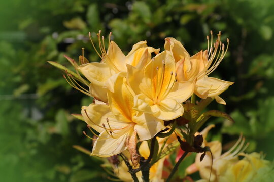 Gelbe Azalee, Rhododendron, 