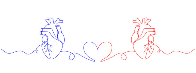 Human love heart one line colored continuous drawing. Human organ continuous colorful one line illustration. Vector minimalist linear illustration.